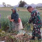 Babinsa Koramil 1302-9/Modoinding, Dampingi Petani Panen Daun Bawang