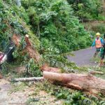 Babinsa 1302-02/Eris Gerak Cepat Atasi Pohon Tumbang di Jalan Raya 